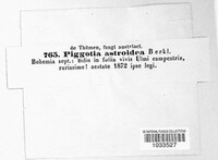 Piggotia astroidea image